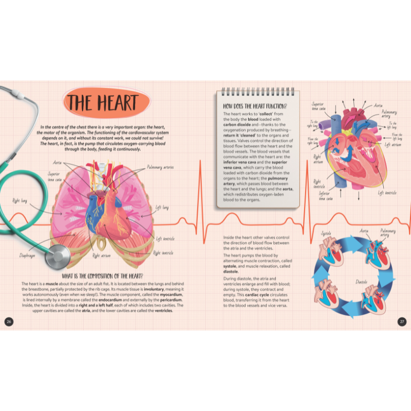 Sassi The Ultimate Atlas and Puzzle Set - Human Body 3D Model and Puzzle