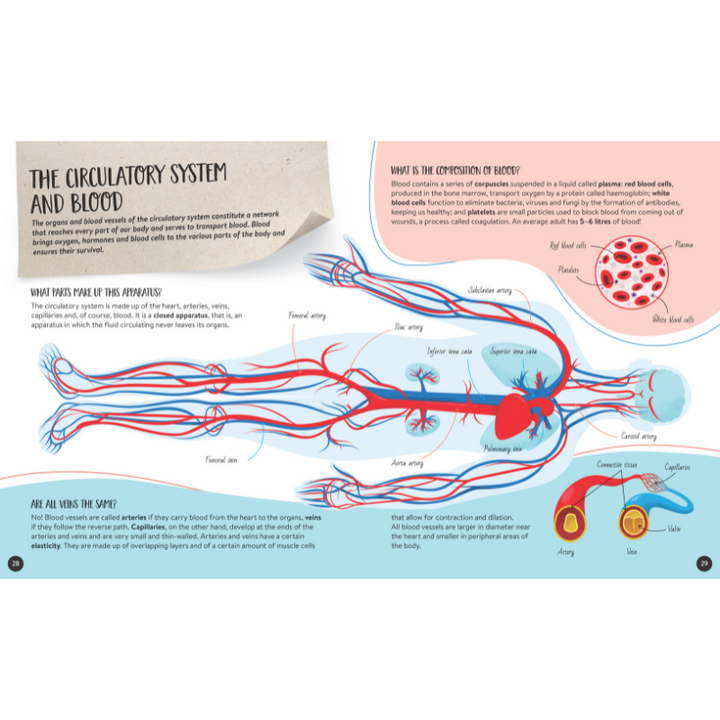Sassi What How and Why The Human Body Book and Poster