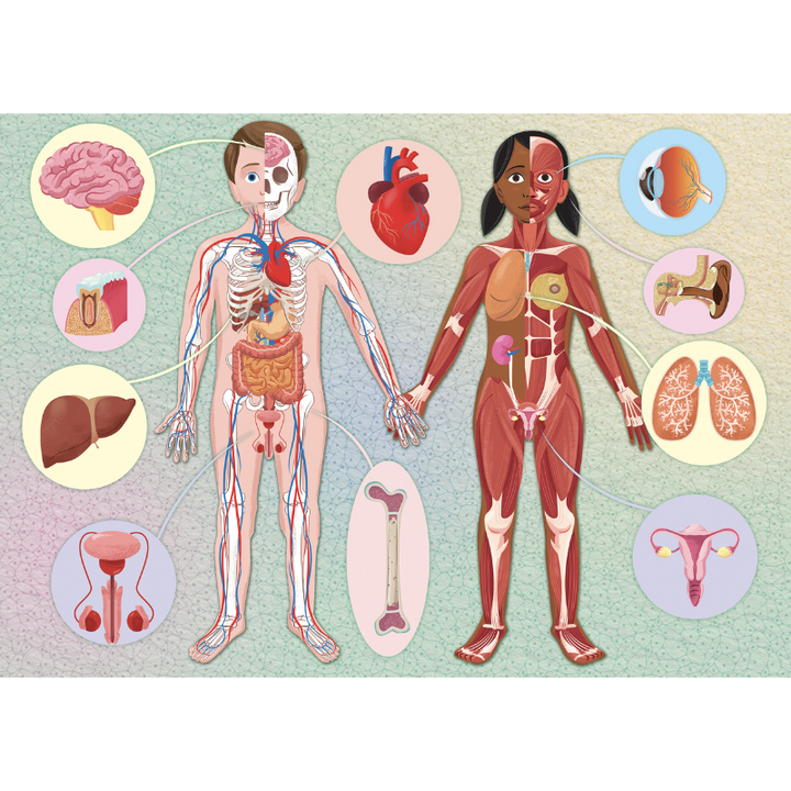 Sassi The Ultimate Atlas and Puzzle Set - Human Body 3D Model and Puzzle