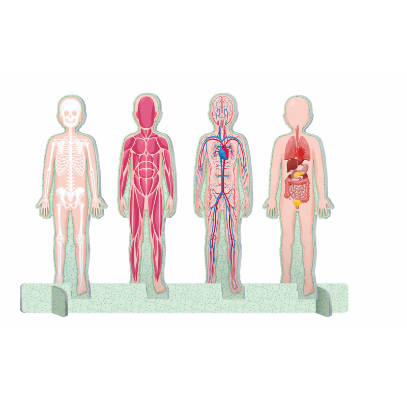 Sassi The Ultimate Atlas and Puzzle Set - Human Body 3D Model and Puzzle