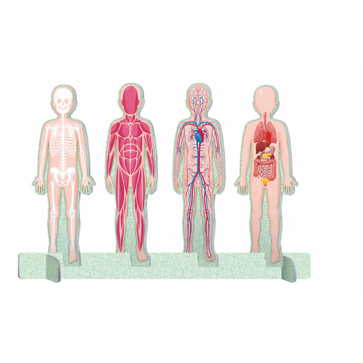Sassi The Ultimate Atlas and Puzzle Set - Human Body 3D Model and Puzzle