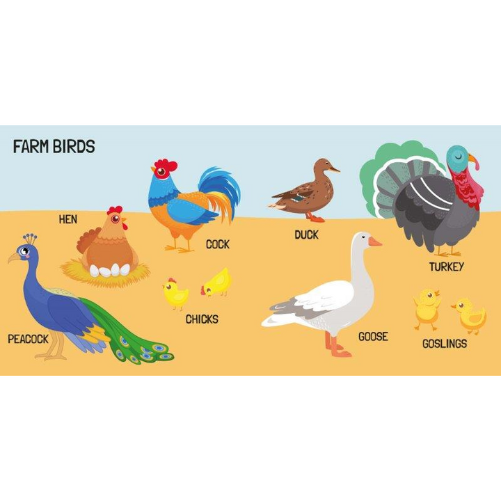 Sassi 3D Puzzle and Book Set - World of Birds, 40 pcs