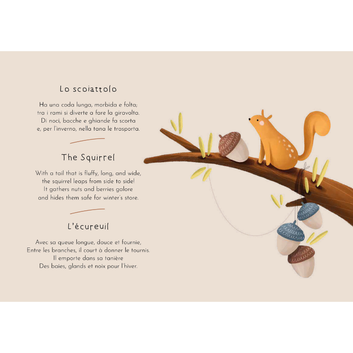 Sassi Magnetic Box Set - The Forest