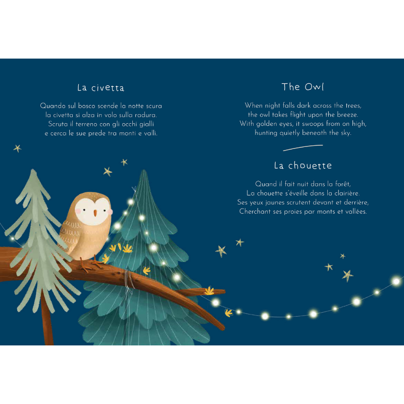 Sassi Magnetic Box Set - The Forest
