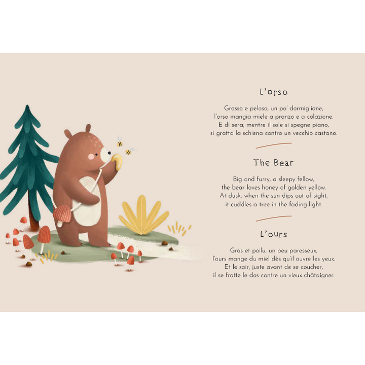 Sassi Magnetic Box Set - The Forest