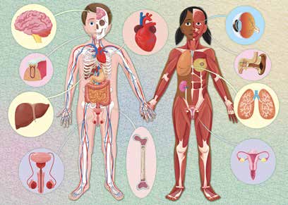 Sassi The Ultimate Atlas and Puzzle Set - Human Body 3D Model and Puzzle