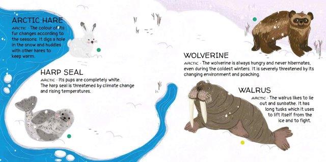 Sassi Games - Memory Matching - Animals to Save - Polar Ice