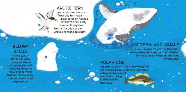 Sassi Games - Memory Matching - Animals to Save - Polar Ice